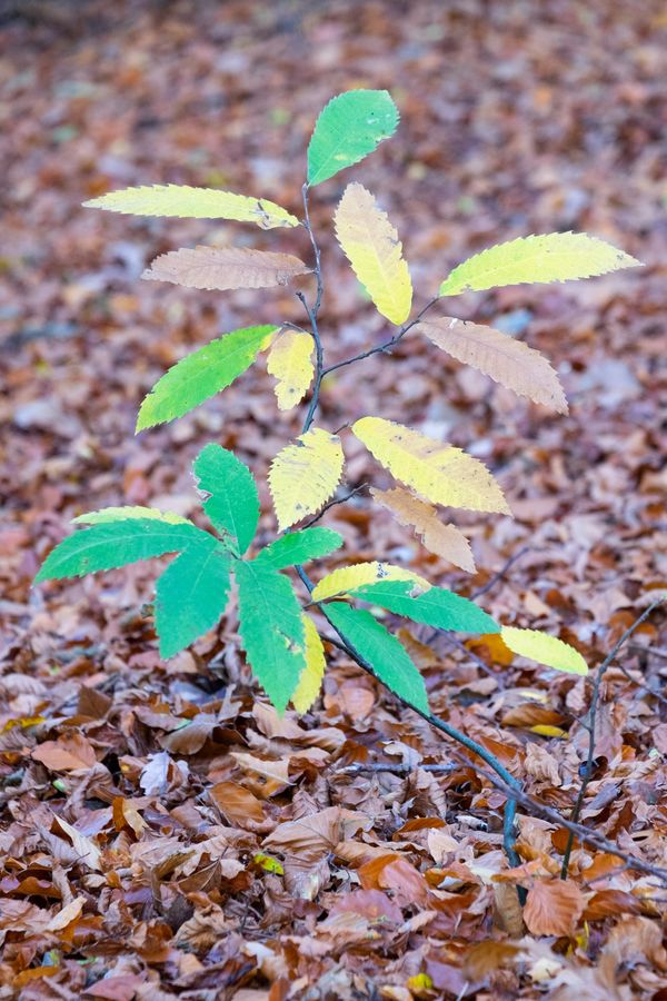 een jong boompje met groene en gele bladeren, tegen een achtergrond van bruin gevallen blad