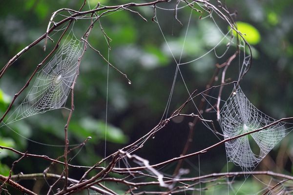 Spinnenwebben vol dauw hangen tussen de takken