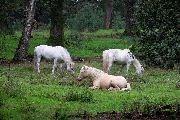 Drie paarden rusten in het bos