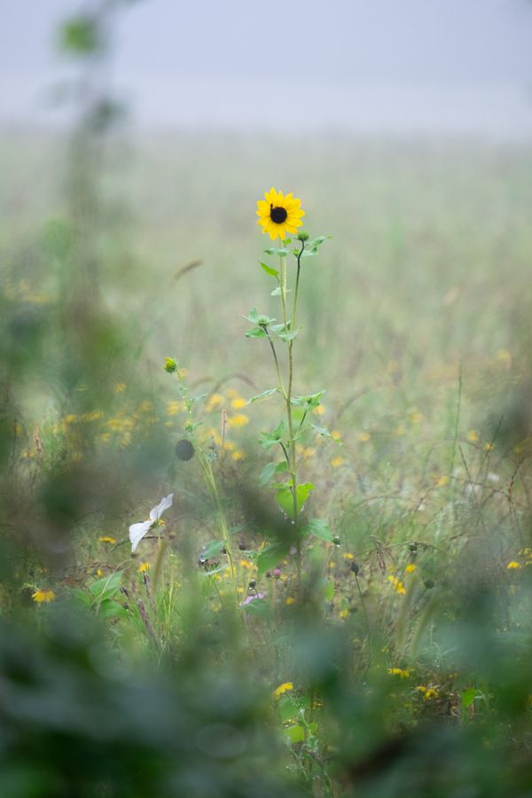 Een enkele gele bloem steekt boven een mistig veld uit