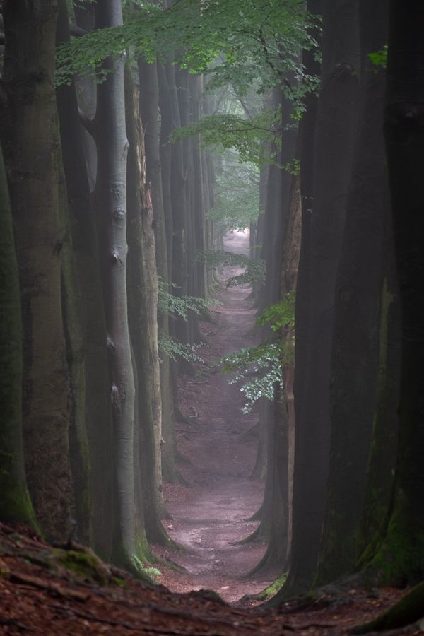 Een smal pad in het bos loopt omlaag, twee bomenrijen ommuren het pad